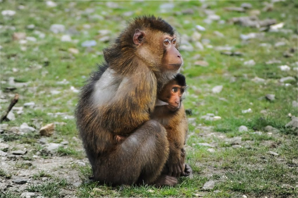 barbary-ape-384632_1280