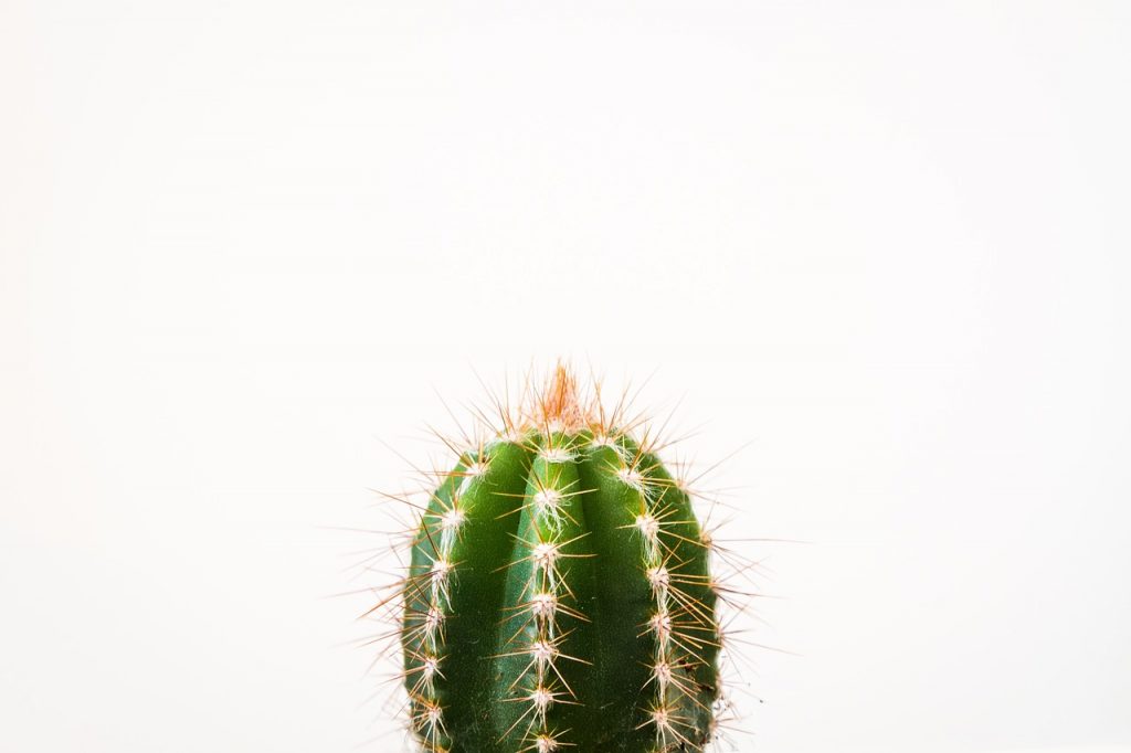 cactus-2561697_1280
